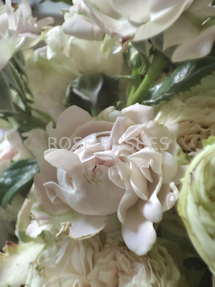 ���� ������. Sweet Ruffles. (�����, ����.) 